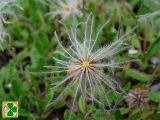 Dryas caucasica