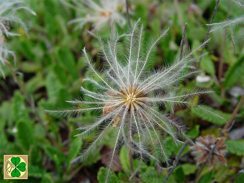 Image of Dryas caucasica specimen.