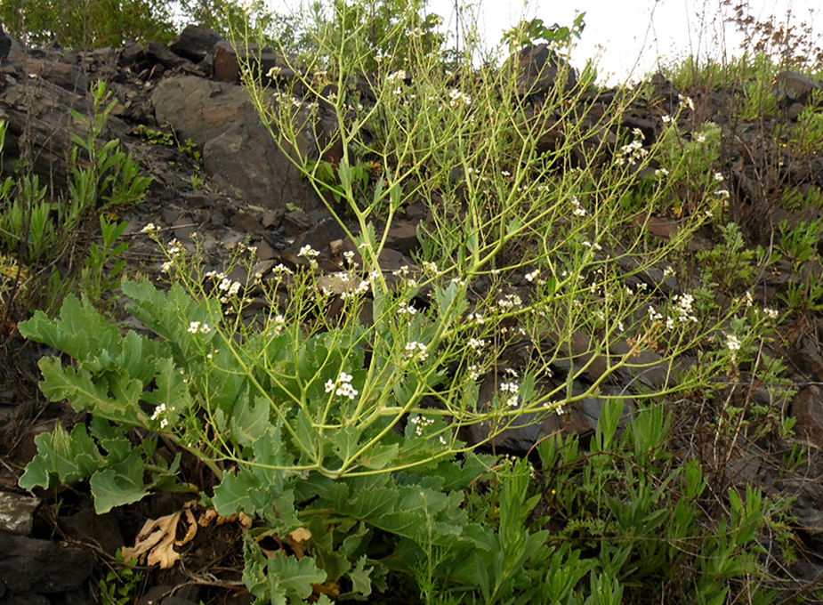 Хрен катран. Катран Crambe maritima. Катран растение. Катран Приморский. Crambe cordifolia.