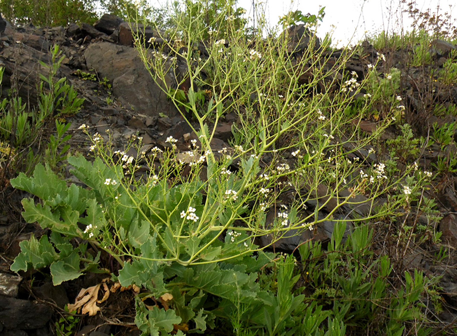 Изображение особи Crambe maritima.