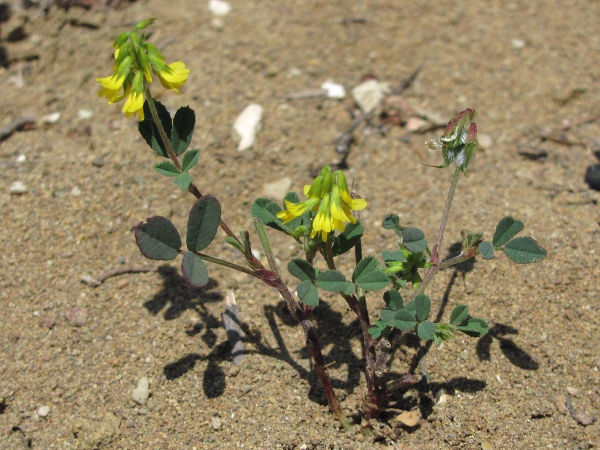 Image of Trigonella spicata specimen.