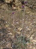 Jurinea mollis. Цветущее растение. Греция, Халкидики. 29.05.2014.