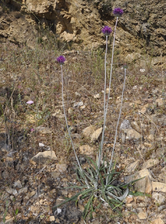 Image of Jurinea mollis specimen.