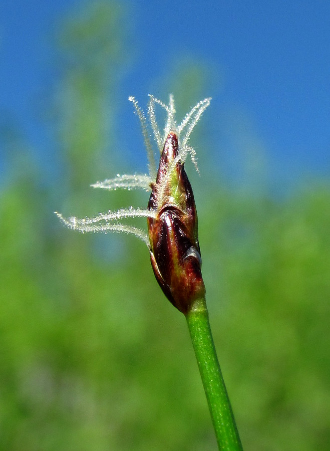 Изображение особи Eleocharis uniglumis.