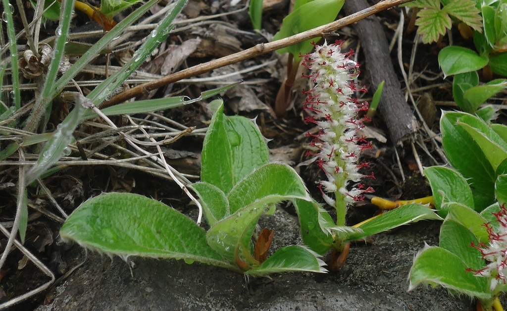 Image of Salix arctica specimen.