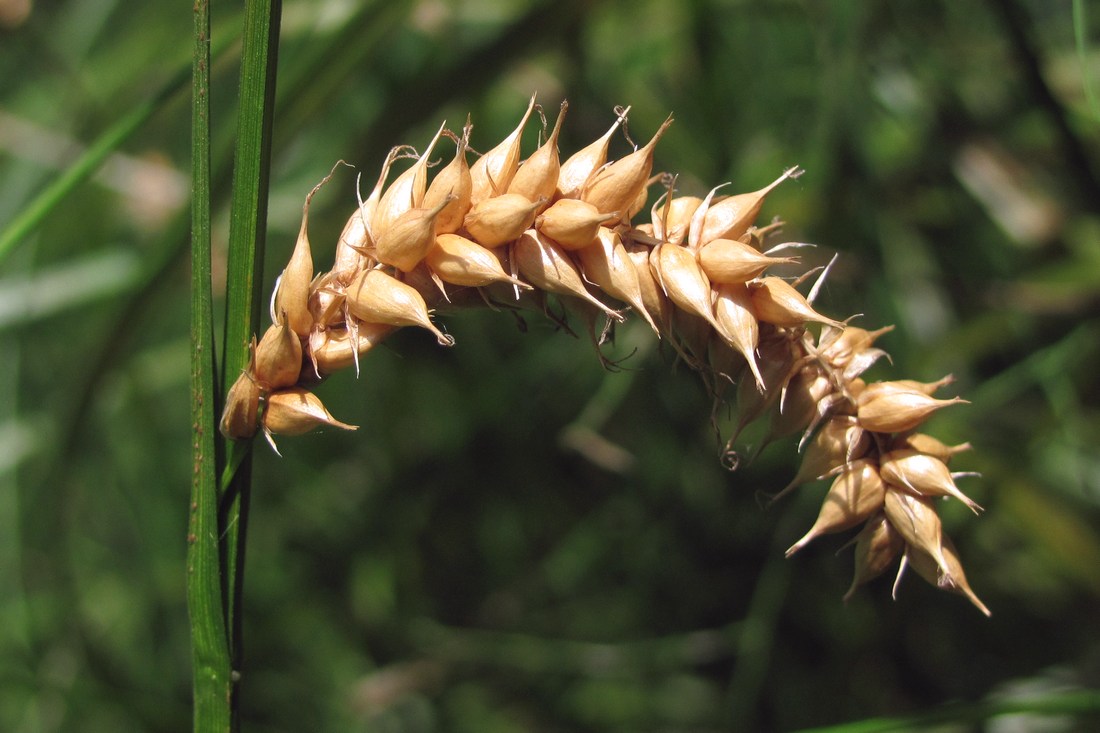 Изображение особи Carex vesicaria.