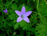 Campanula patula. Цветок. Московская обл., Ногинский р-н, пос. Фрязево, берег пруда. 07.06.2014.