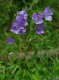 Campanula persicifolia. Верхняя часть цветущего растения. Тверская обл., Пеновский р-н. 11.07.2009.