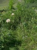 Tragopogon dasyrhynchus