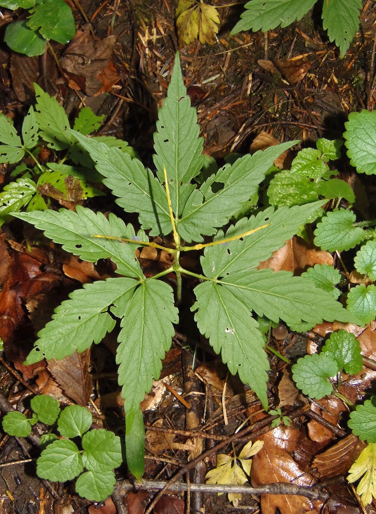 Image of Cardamine glanduligera specimen.