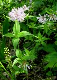 Asperula caucasica