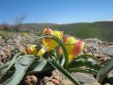 Tulipa lemmersii