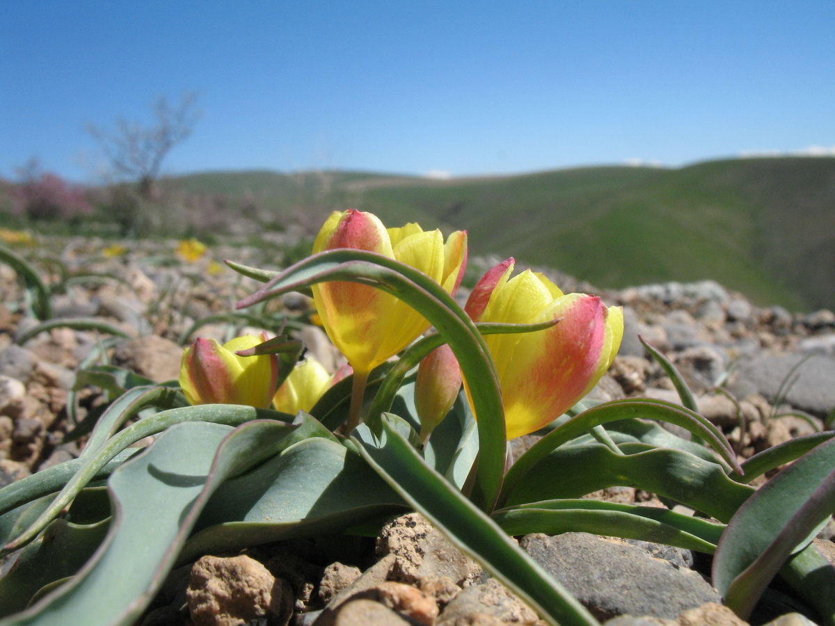 Изображение особи Tulipa lemmersii.