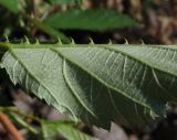 Rubus procerus