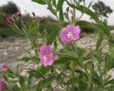 Epilobium villosum. Цветки и листья. Краснодарский край, окр. г. Крымск, берег р. Адагум. 04.07.2014.