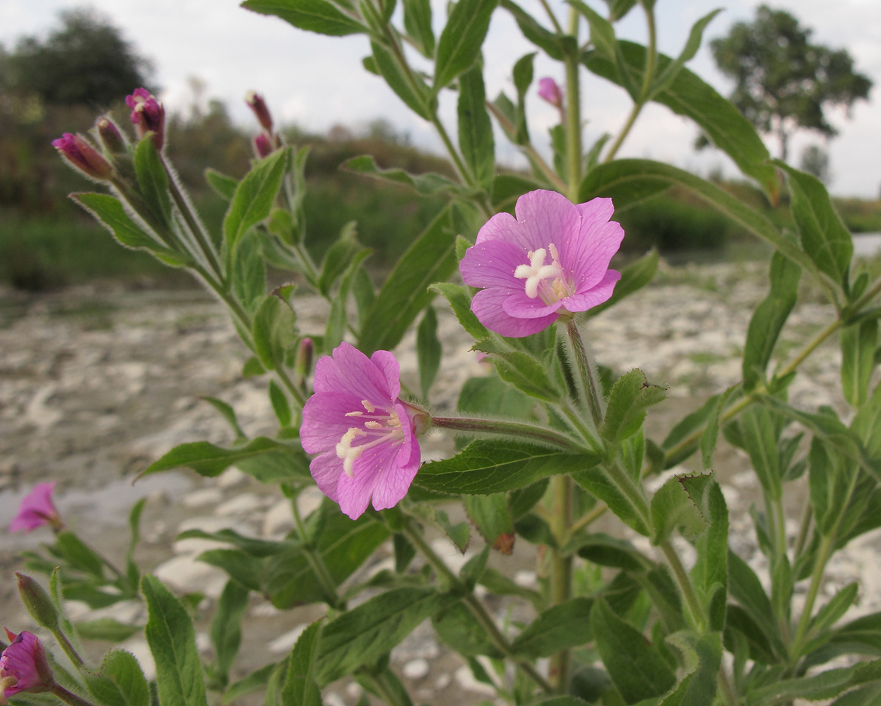 Image of Epilobium villosum specimen.