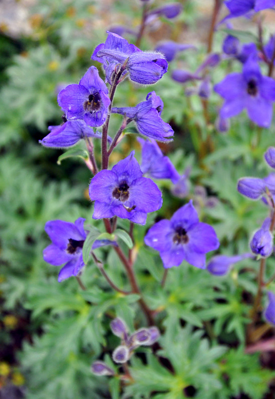 Image of Delphinium caucasicum specimen.