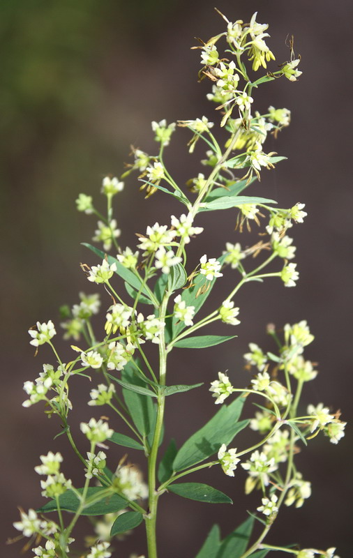 Изображение особи Thalictrum simplex.