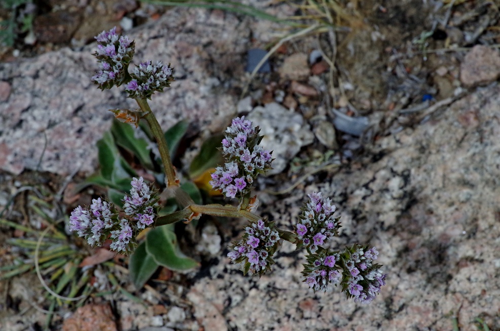 Изображение особи Goniolimon orthocladum.