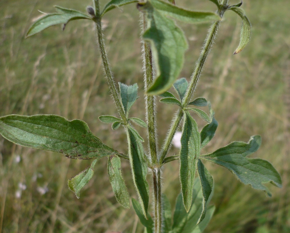 Изображение особи Schizonepeta multifida.