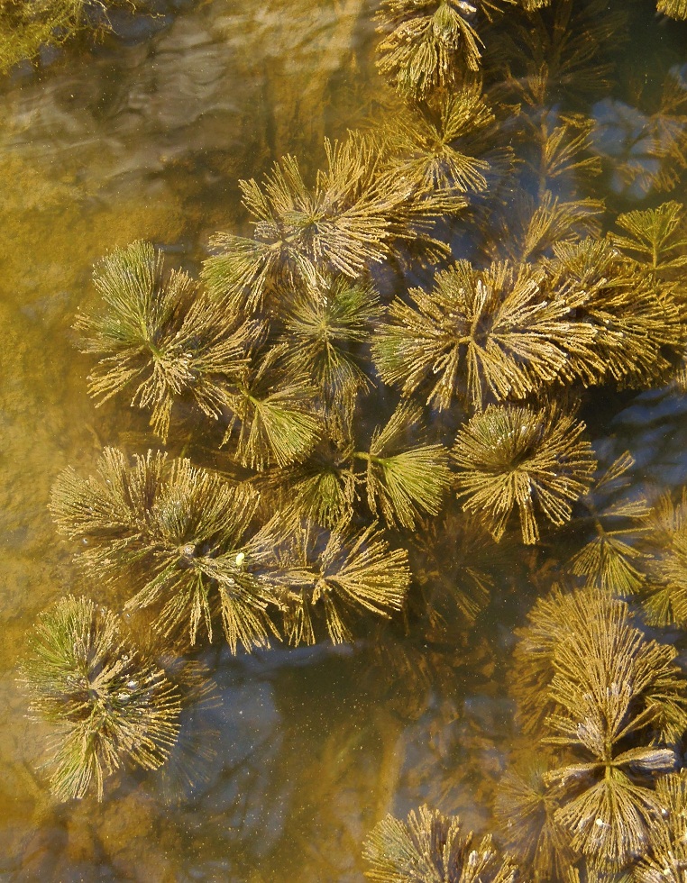 Изображение особи Ceratophyllum submersum.