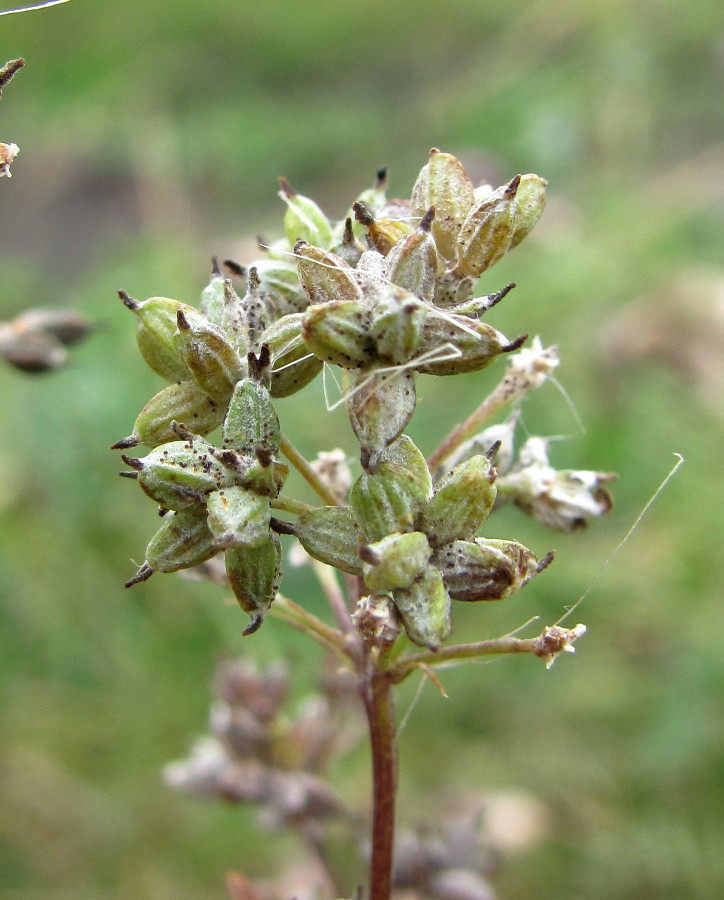 Изображение особи Thalictrum flavum.