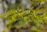 Larix cajanderi. Ветвь. Приморский край, Кавалеровский р-н. 20.09.2014.