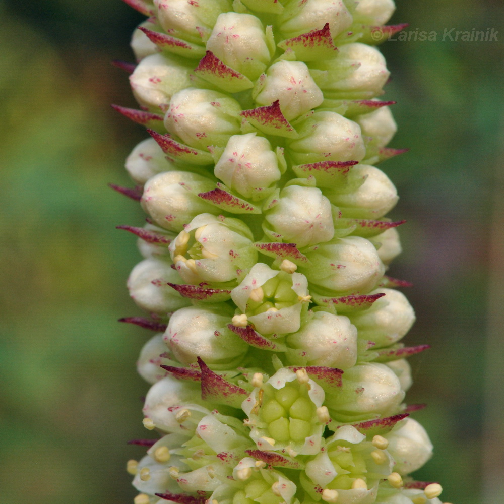 Изображение особи Orostachys malacophylla.