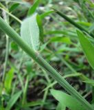 Digitaria sanguinalis. Часть стебля с основанием листа. Краснодарский край, Кущёвский р-н, станица Шкуринская, огород. 29.07.2009.