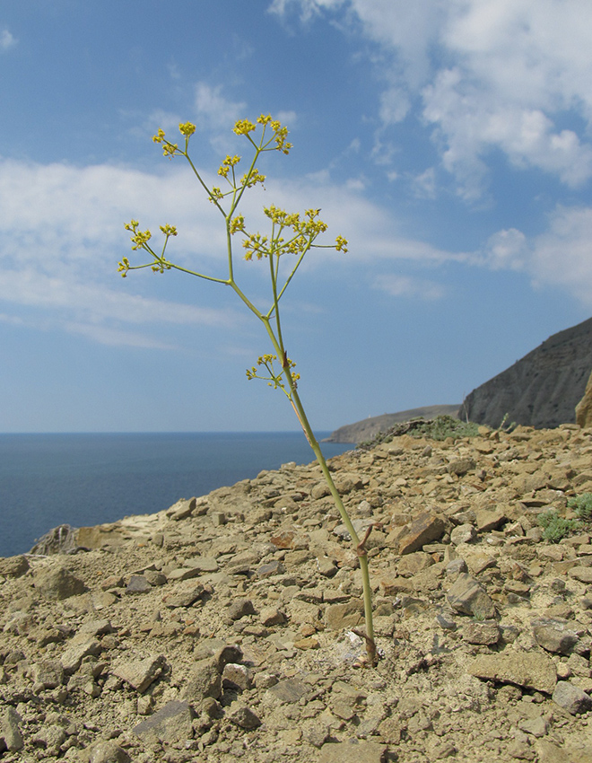 Image of Ferula caspica specimen.