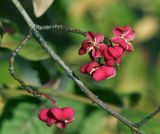 Euonymus europaeus. Часть веточки со зрелыми вскрывшимися плодами. Московская обл., Раменский р-н, окр. дер. Хрипань, садовый участок. 16.09.2014.