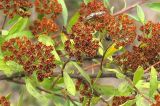 Spiraea crenata. Плоды на кустарнике. Республика Татарстан, Бавлинский р-н. 30.07.2009.