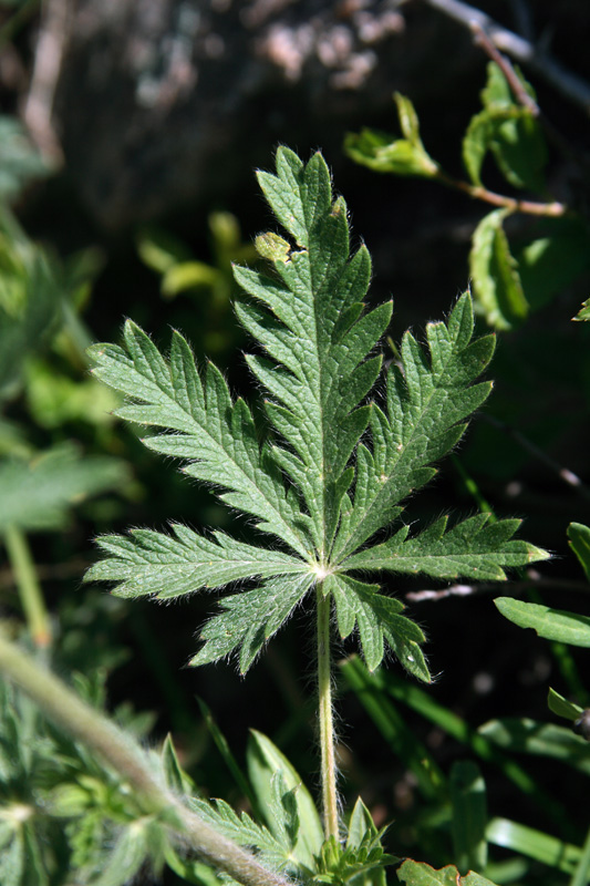 Image of Potentilla pedata specimen.