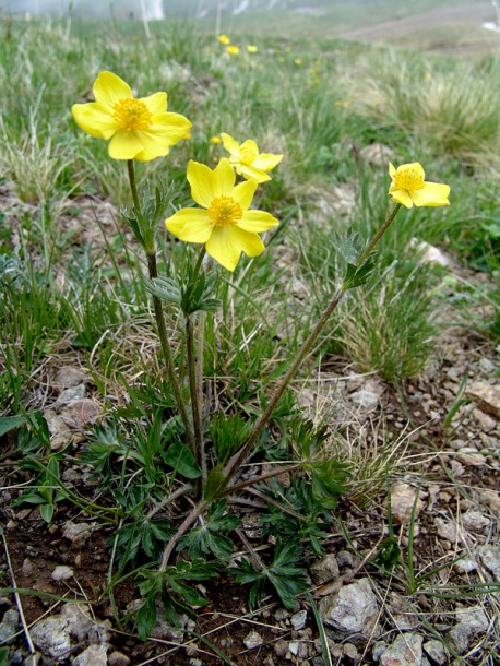 Изображение особи Anemonastrum speciosum.