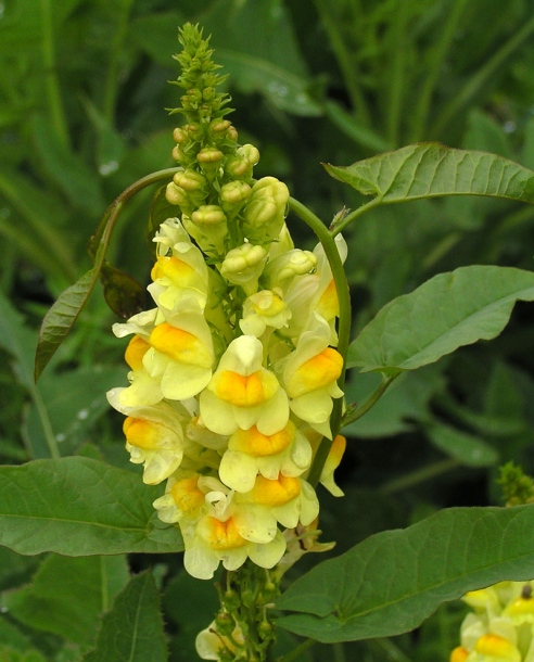 Изображение особи Linaria vulgaris.