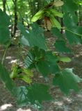 Acer cappadocicum