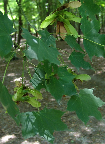 Image of Acer cappadocicum specimen.