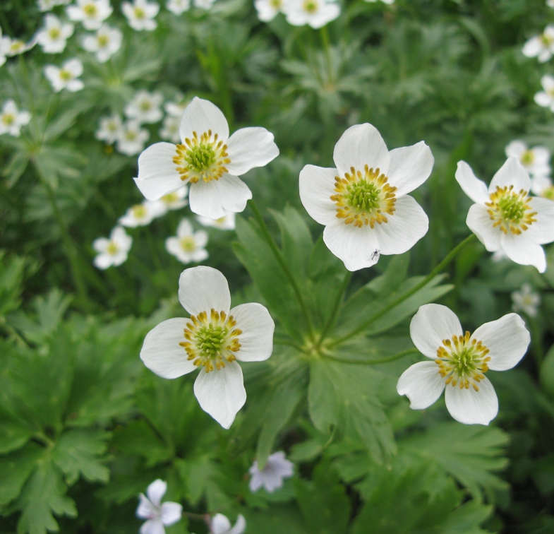 Изображение особи Anemonastrum biarmiense.