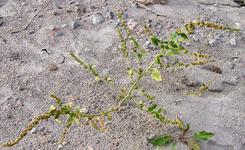 Image of Atriplex nudicaulis specimen.