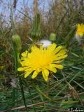 Sonchus arvensis ssp. uliginosus