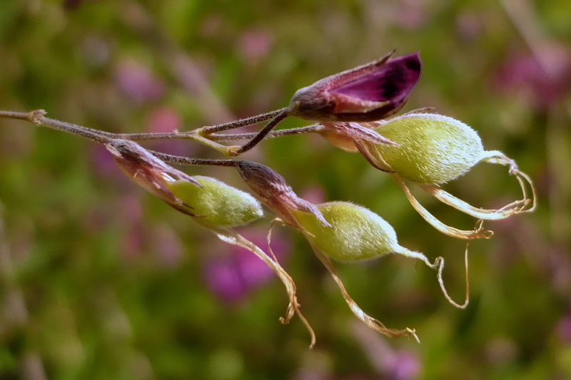 Изображение особи Lespedeza thunbergii.