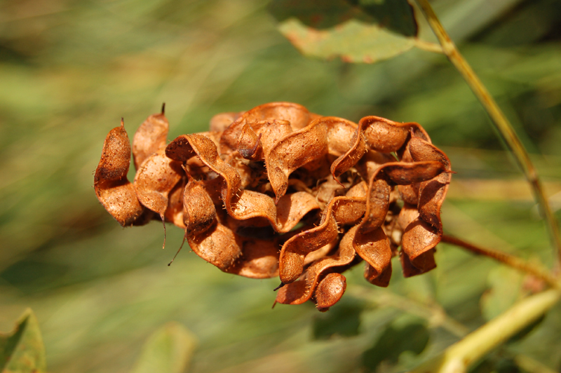 Изображение особи Glycyrrhiza eglandulosa.