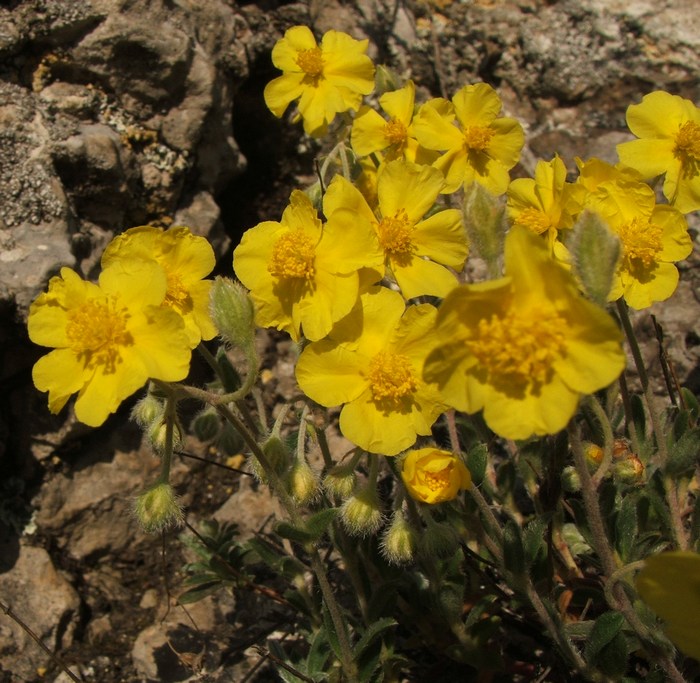 Изображение особи Helianthemum orientale.