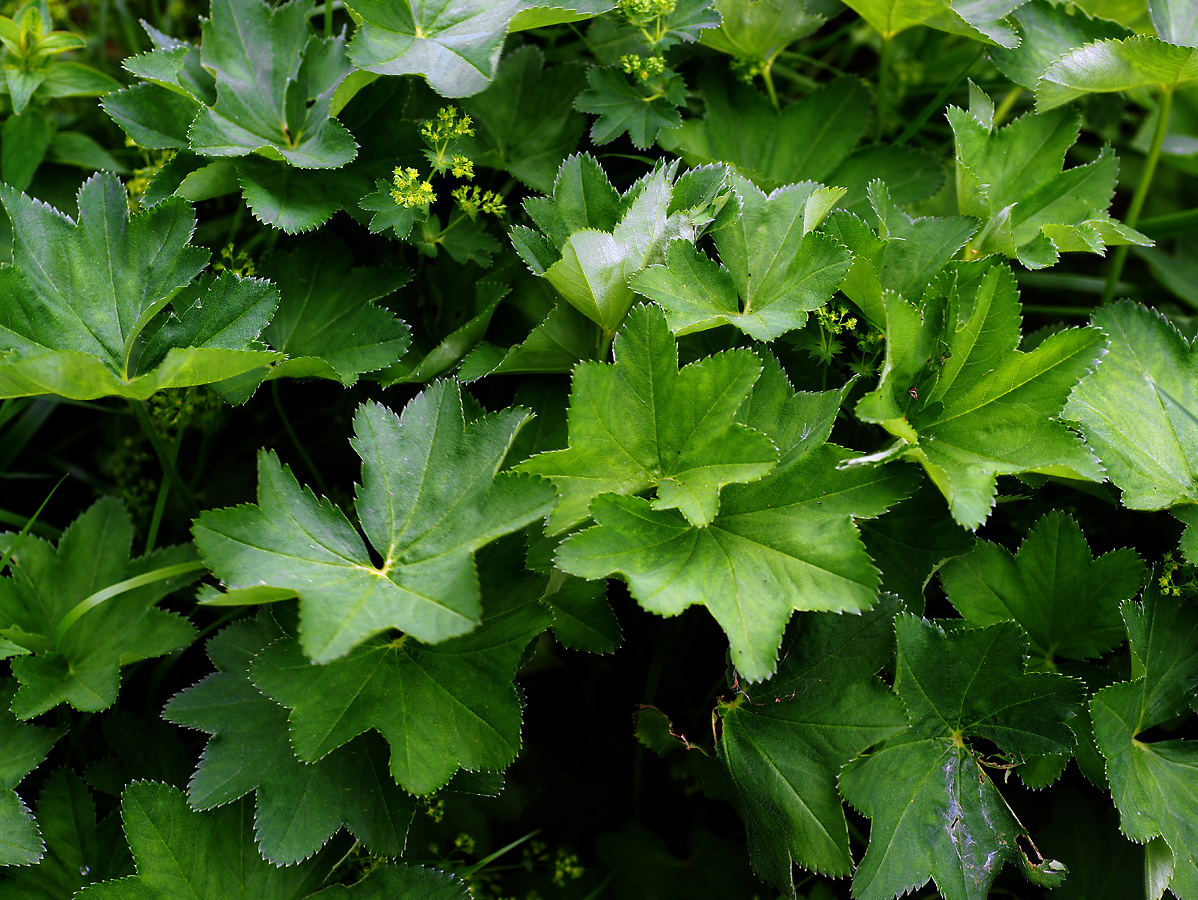 Изображение особи Alchemilla xanthochlora.