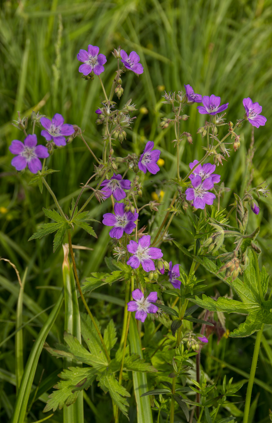 Изображение особи Geranium sylvaticum.