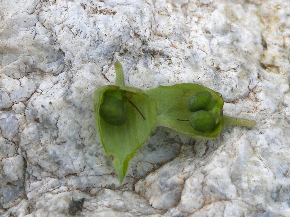 Image of Nonea intermedia specimen.