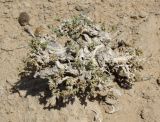 genus Arthrophytum. Старое растение (вид сверху). Казахстан, Кызыл-Ординская обл., г. Байконур, левый берег р. Сыр-Дарьи. 16.08.2009.
