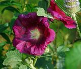 Alcea rosea. Цветок (культивар). Московская обл., Раменский р-н, окр. дер. Хрипань, садовый участок. 13.08.2015.