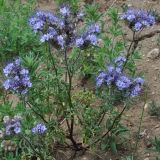 Phacelia tanacetifolia. Цветущее растение. Республика Бурятия, окр. г. Гусиноозерска, обочина дороги. 18.06.2014.