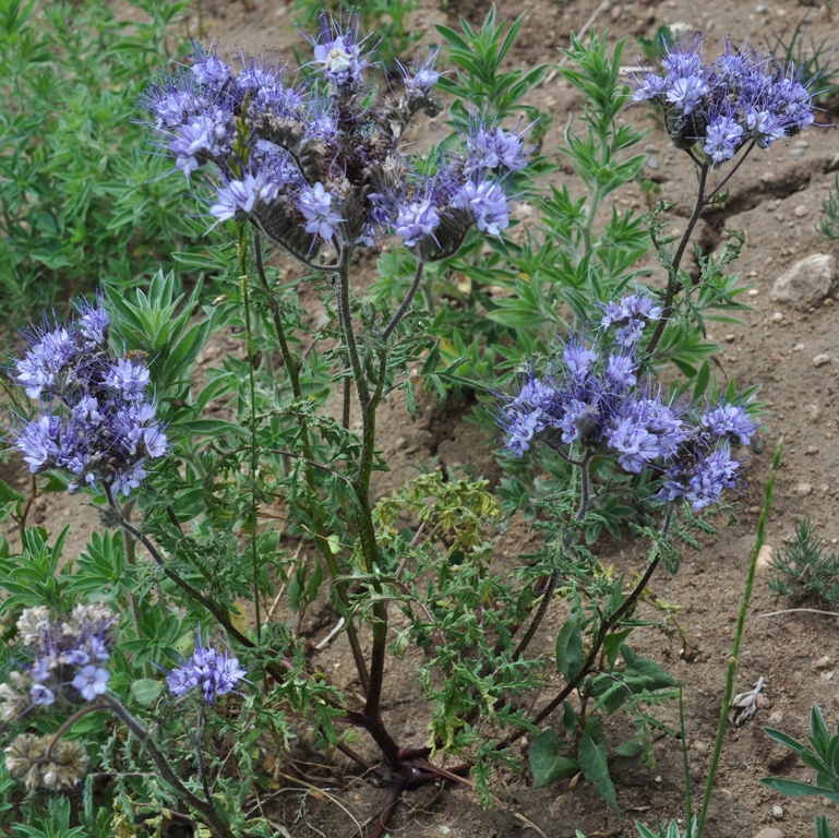 Image of Phacelia tanacetifolia specimen.